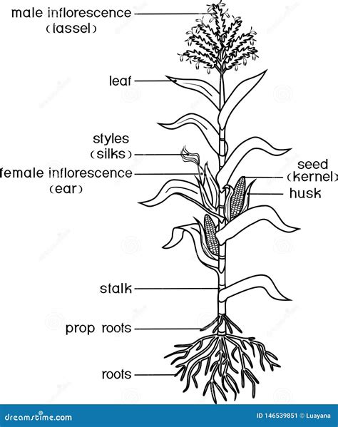 Coloring Page With Parts Of Plant Morphology Of Corn Maize Plant With