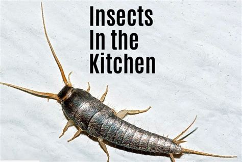 Kitchen Bugs Identification Guide To Bugs And Insects Commonly Found