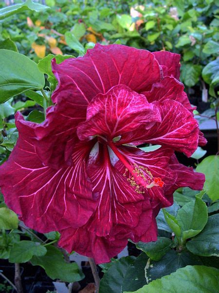 Tahitian Hibiscus Tahitian Dragons Lair Stunning Colour And Form