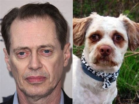 These Dogs Totally Look Like Hollywood Celebrities