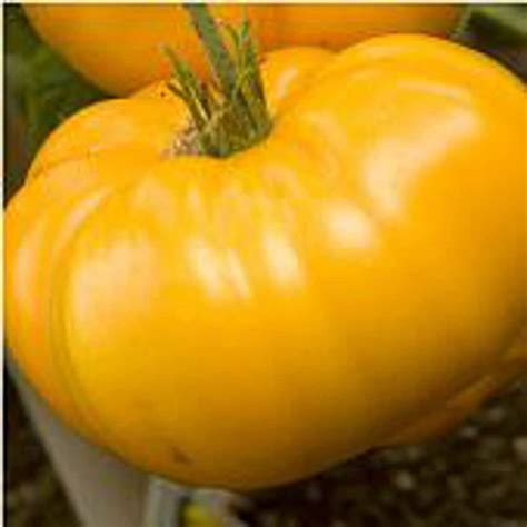 Giant Belgium Tomato Yellow Seeds Etsy