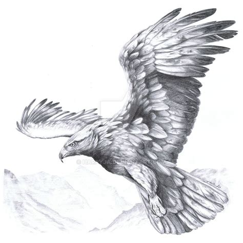Aquila Chrysaetos Ii Eagle Drawing Eagle Tattoo Tattoo Drawings