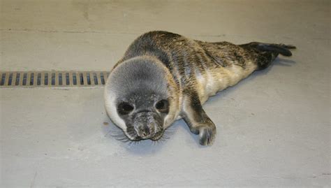 Rare Hooded Seal Pup Found In Springs East Hampton Ny Patch