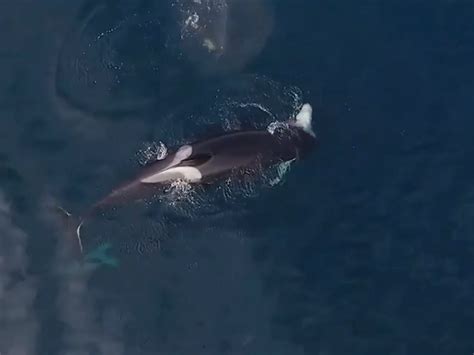 Drone Video Captures Killer Whales Eating A Shark Alive The