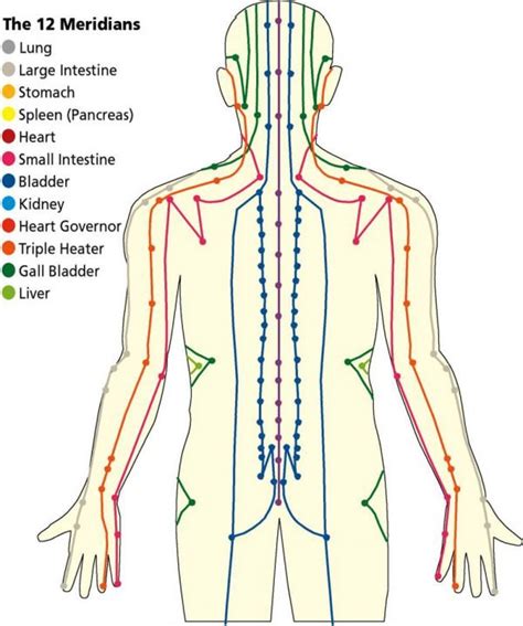 Yoga Theraphy Energy Flow Understanding The Bodys Meridian Lines
