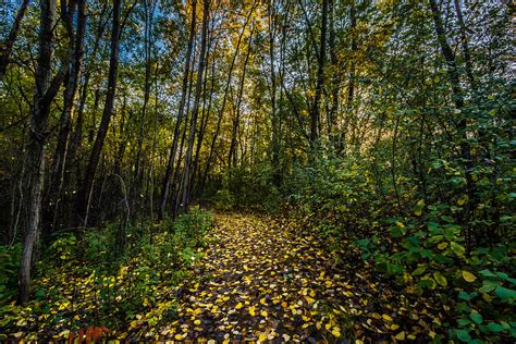 Autumn Trail Photograph By Randy Scherkenbach Fine Art America
