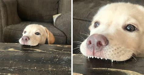 This Online Community Shares The Silliest Dog Photos Where