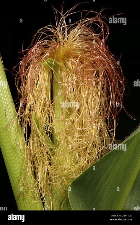Maize Zea Mays Female Inflorescence Detail Closeup Stock Photo Alamy