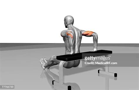 Bench Dips Photos And Premium High Res Pictures Getty Images