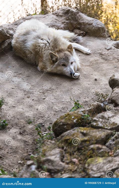Crawling Tibetan Wolf On The Ground In The Cage In Padmaja Naidu