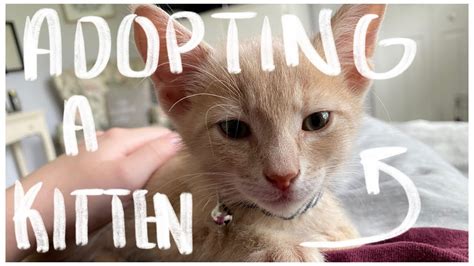 Adopting A Kitten What You Should Know Before Adopting Youtube