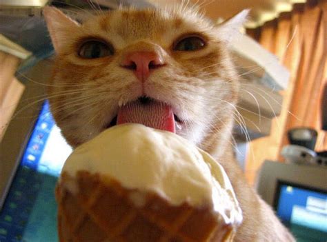 They help your cat have a healthy skin and coat. This cat eats ice cream, gets brain freeze, proceeds to be ...