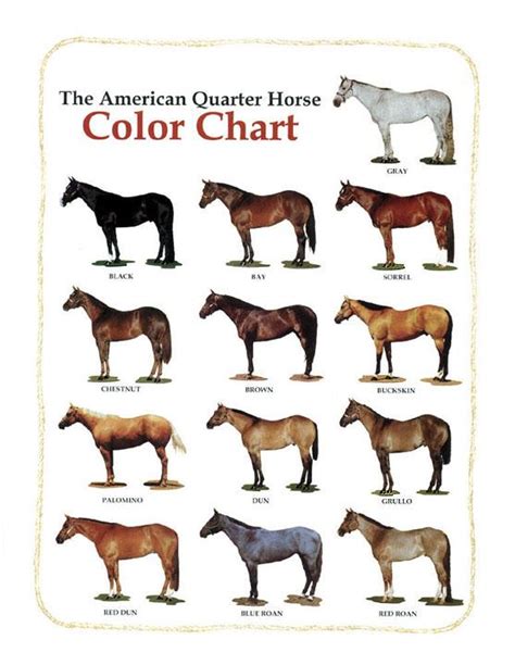 Quarter Horse Color Chart By Blackhorse778 On Deviantart