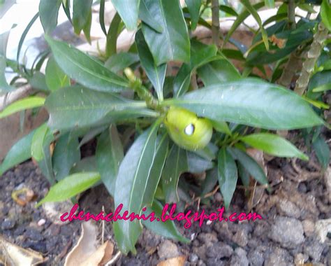 Mariposa christia vespertillonis asal : Ulat Beluncas menyerang daun pokok
