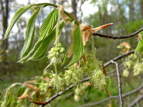 Fagus Grandifolia American Beech Beech North Carolina Extension