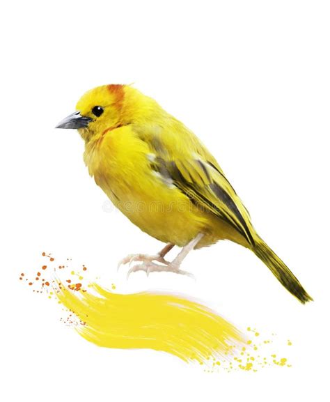 Watercolor Image Of Yellow Bird Stock Illustration Illustration Of