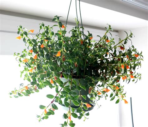 A goldfish plant has hundreds of small, thick, shiny, green leaves and flowers that resemble tiny goldfish. Guppy, The Goldfish Plant - Green Obsessions