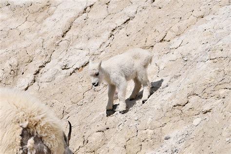 Baby Mountain Goat Photograph By Russ Rasmussen Pixels