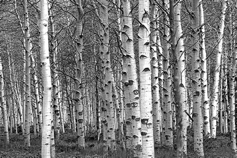 White Birch Tree Forest Birch Tree Grove Print Aspen Trees Etsy