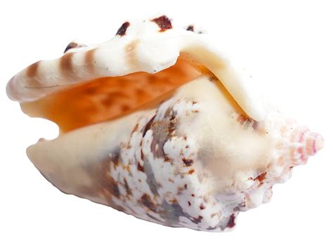 Sea Shell Png Image Purepng Free Transparent Cc0 Png Image Library