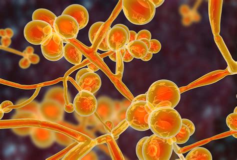 Why The Cdc Warns Antibiotic Resistant Fungal Infections Are An Urgent