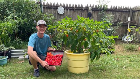 Grow Giant Pepper Plants For Huge Harvests Youtube