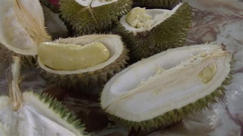 Black thorn durian at suling hill may 30, 2020 1 comment black thorn is not expensive on suling hill. 160 RM for Black Thorn Durian Ochii, 6 Jun 2019 - YouTube