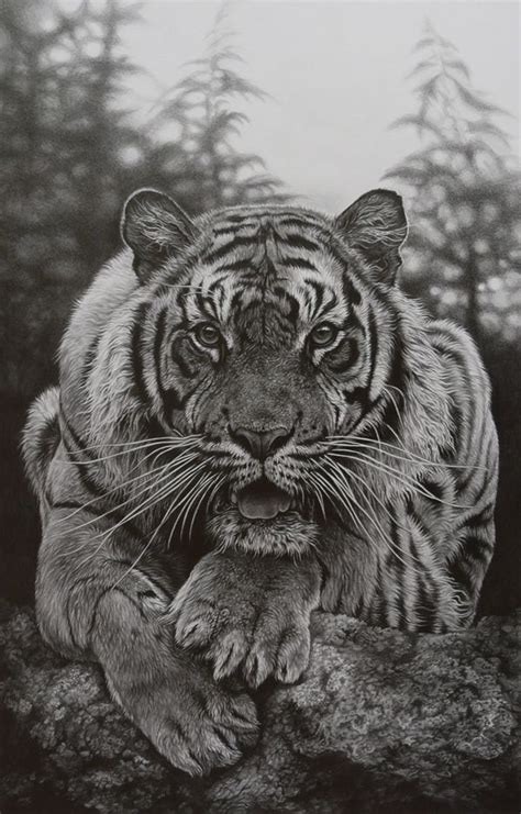 Julie Rhodes Wildlife Artist Pencil Drawings Of Wildlife Animal