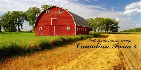 They originated in the 16th century, when french settlers brought cattle over for foundation stock to settle canada. Ferme Canadienne v4.0 FS19 - FS19 Mods | Farming Simulator ...