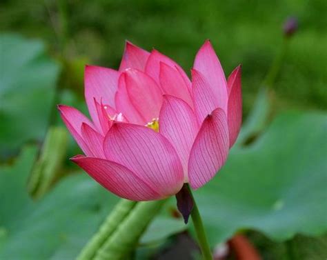 Micro Lotus Bergen Water Gardens Lotus Paradise Water Garden