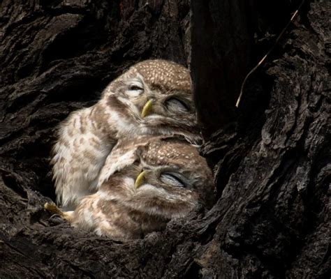 A Baby Owl Sleeping Face Down Is Unbelievable Bird Advisors