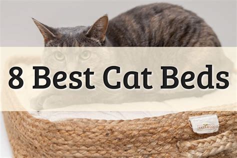 8 Best Cat Beds For Your Pet 2022 Review Completed Guide