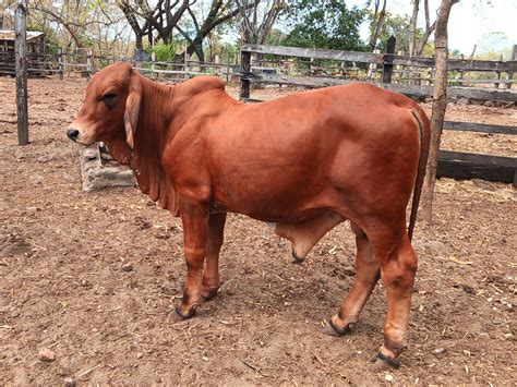 Toro Reproductor Brahman Rojo Puro Con Registro Suganado