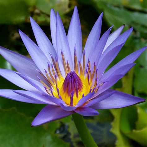 Blue Water Lily The National Flower Of Sri Lanka Vlrengbr