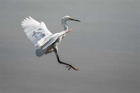 Snowy Egret Landing Photograph By Tam Ryan Fine Art America