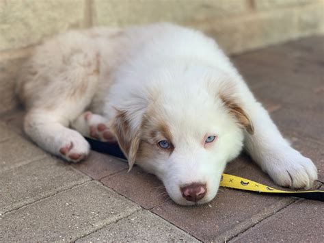 23 10 week old australian shepherd l2sanpiero