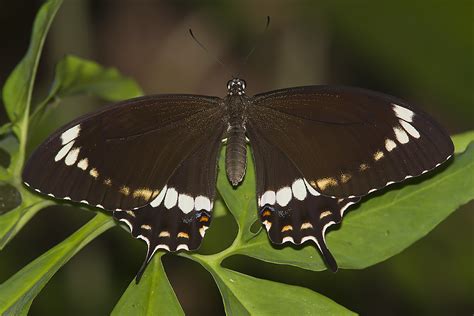 Fuscous Swallowtail Papilio Fuscus Fuscous Swallowtail Flickr