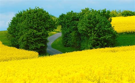 Hd Wallpaper Beautiful Spring Landscape Green Trees Seasons Yellow
