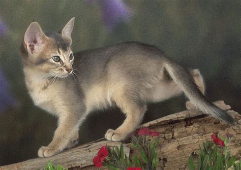 History And Progress Of The Abyssinian Cat Cat Breeds