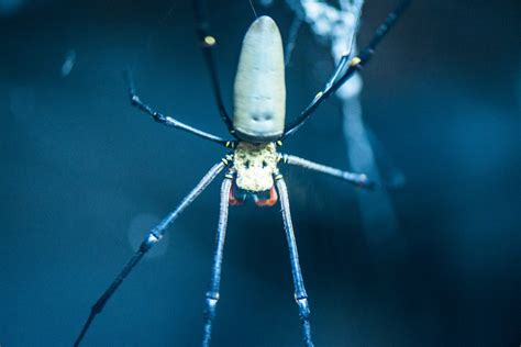 Top 129 Spiders Belong To Which Animal Group