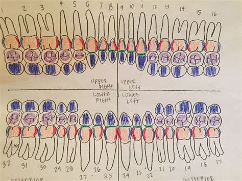 Tooth Surfaces Charting Diagram Quizlet