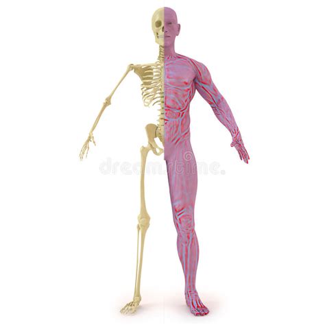 Man With Half Skeleton And Half Muscular Stock Illustration