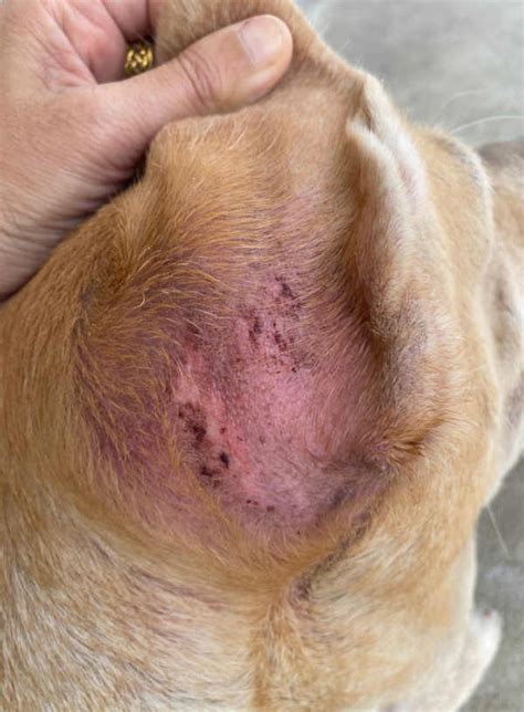 What Does It Mean When Your Dog Has Sores