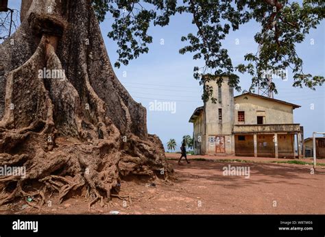 Twin Cotton Trees In Wilberforce Freetown Sierra Leone In 2014 Stock