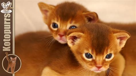 First Games Of Abyssinian Kittens With Each Other