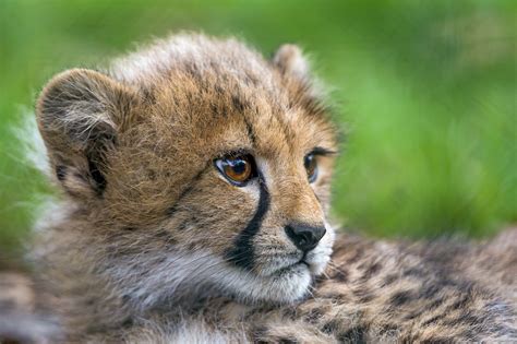 1920x1080 Resolution Cheetah Cub On Green Grass During Daytime Hd