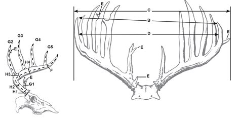 Unofficial Scorechart Typical Whitetail Deer Boone And Crockett Club