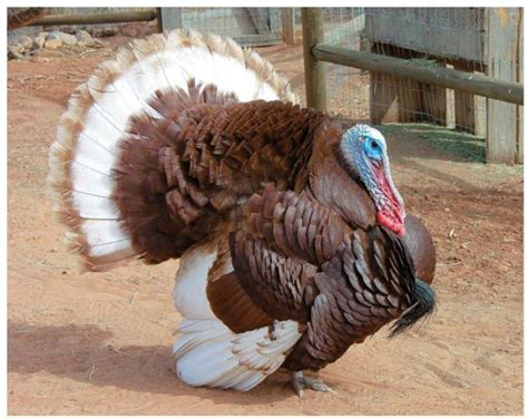 Whole Home News Turkey Breeds Bird Breeds Livestock Conservancy