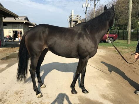 We did not find results for: Mystical Prize - SOLD! - Thoroughbred Horses For Sale