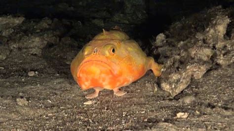 Scientists Capture An Amazing Video Of A Deep Sea Fish With Feet